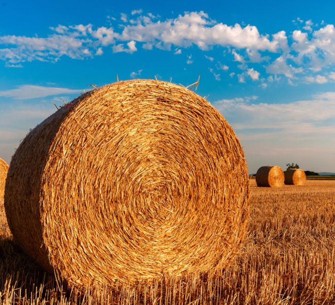 residui agricoli e forestali
